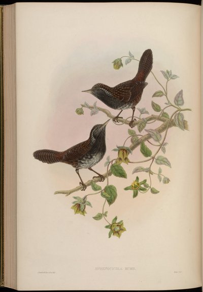 Sphenocichla humii - John Gould